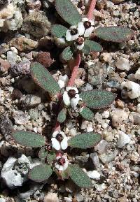 Euphorbia pediculifera image