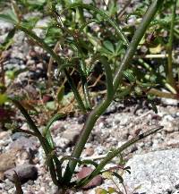 Antirrhinum watsonii image