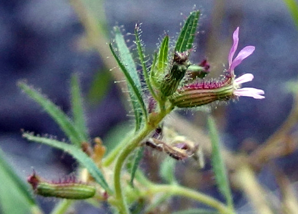 Cuphea leptopoda image