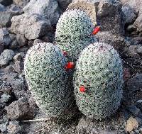 Mammillaria grahamii image