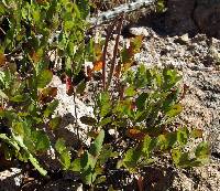 Mandevilla brachysiphon image