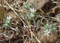 Eriastrum diffusum image