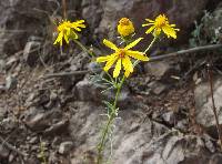 Senecio flaccidus var. monoensis image