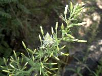 Brickellia amplexicaulis image