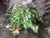 Erigeron pringlei image