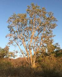 Albizia sinaloensis image