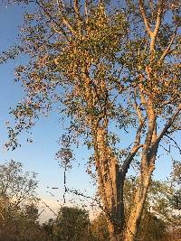 Albizia sinaloensis image