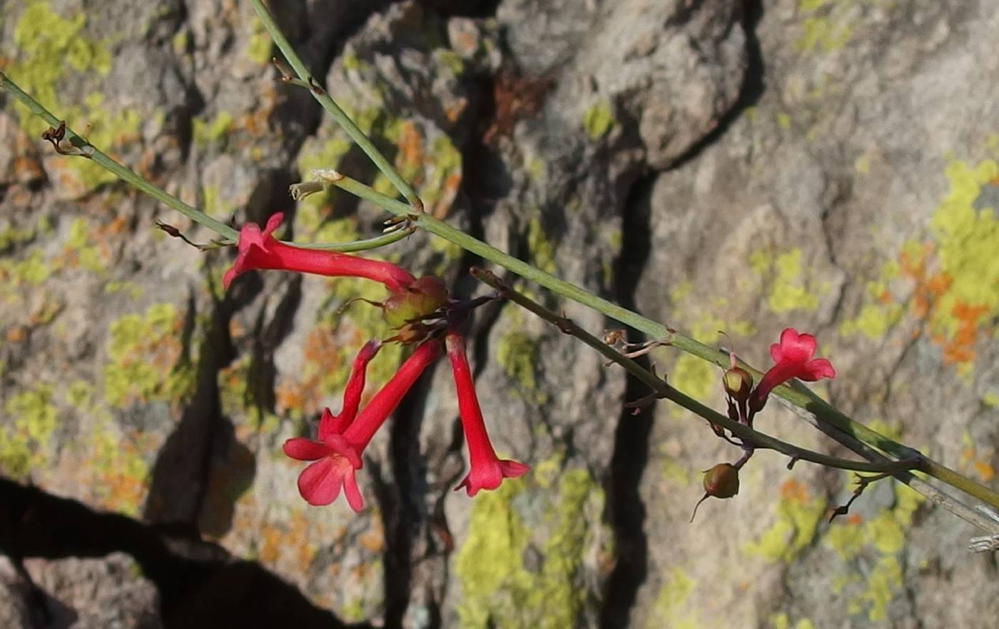 Russelia elongata image