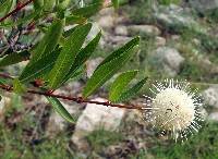 Cephalanthus occidentalis image