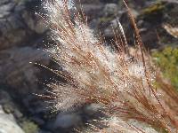 Image of Andropogon eremicus