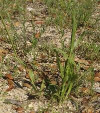 Paspalum setaceum image