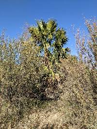 Washingtonia filifera image