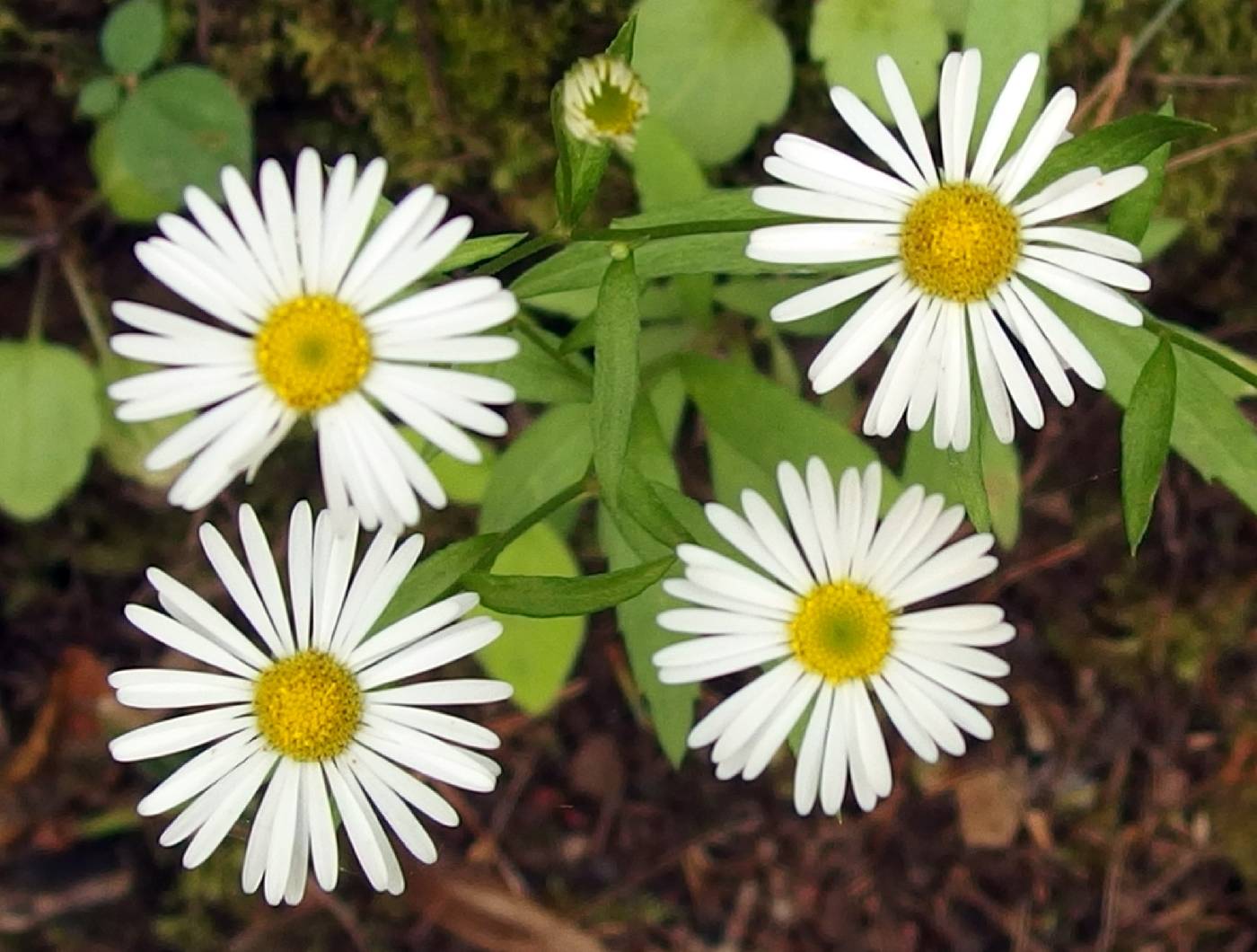 Erigeron strigulosus image