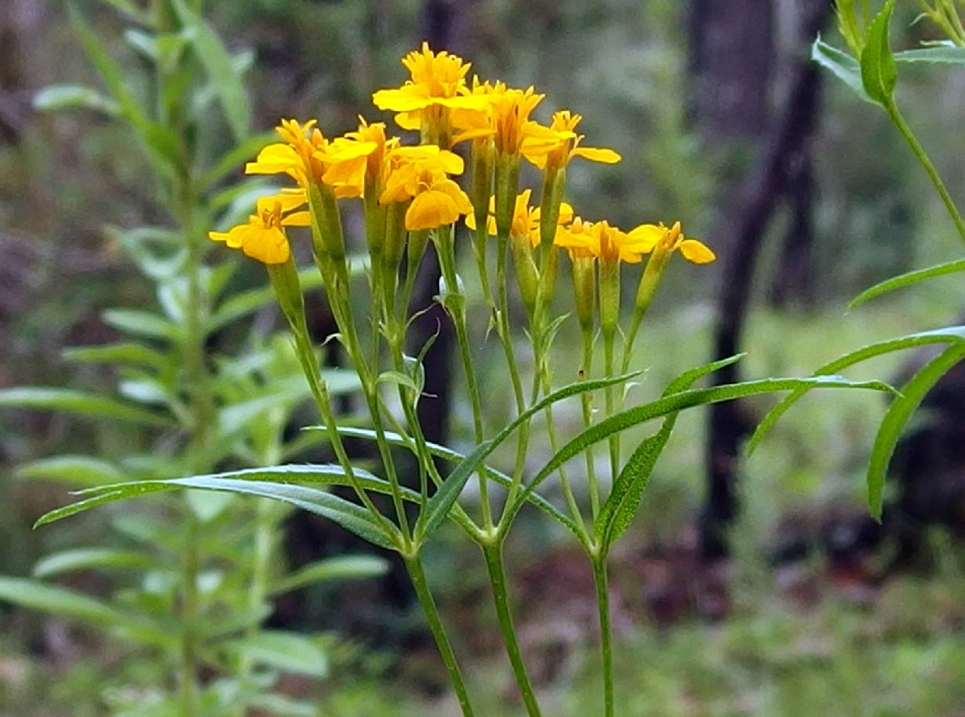 Tagetes lucida image