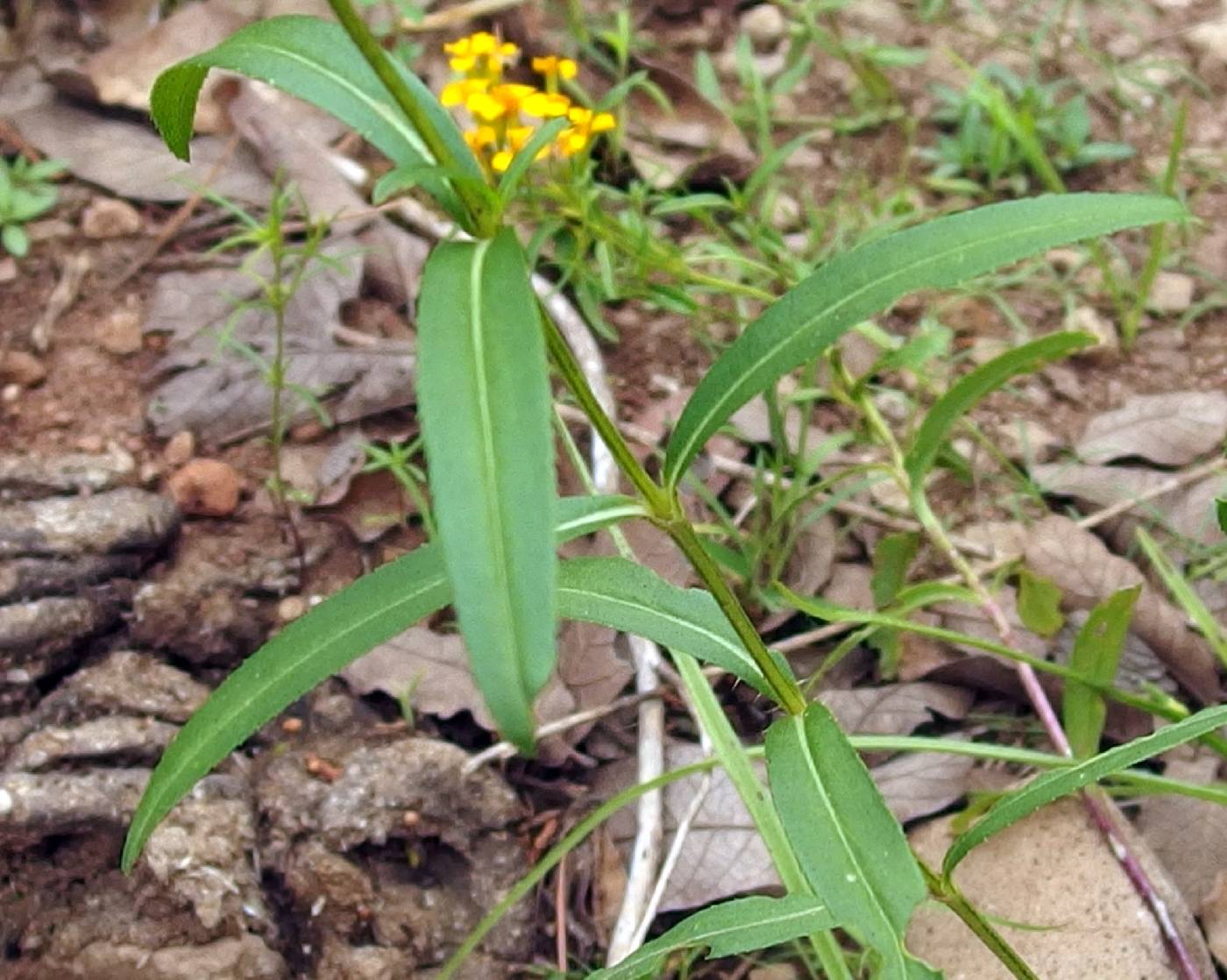 Tagetes lucida image