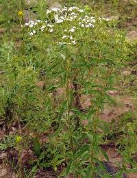 Stevia serrata image