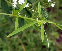 Cyclanthera dissecta image