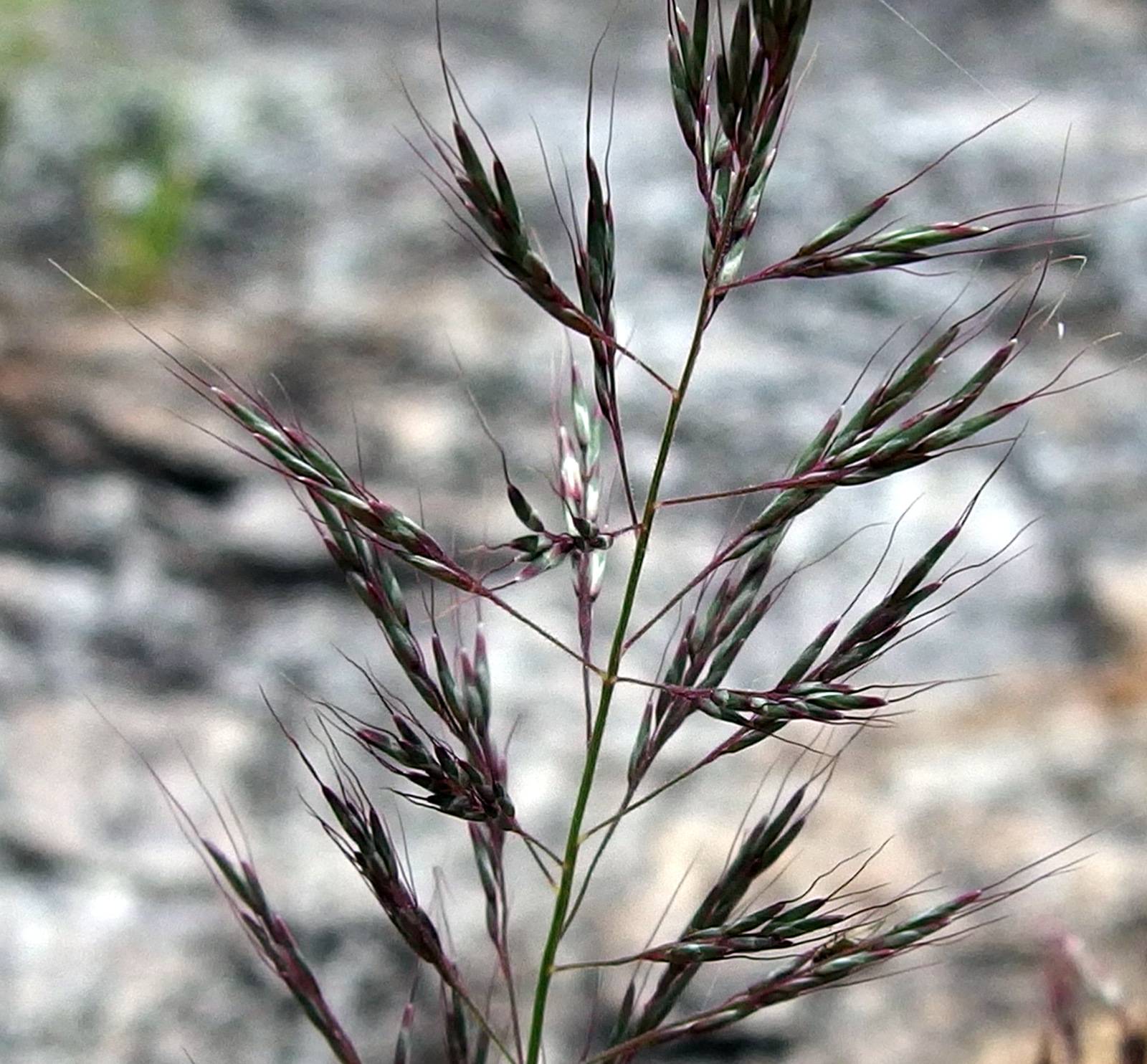 Muhlenbergia argentea image