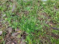 Polygala berlandieri image