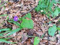 Ipomoea purpurea image