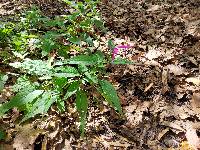 Salvia townsendii image