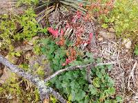 Heuchera sanguinea image