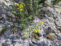 Gutierrezia microcephala image