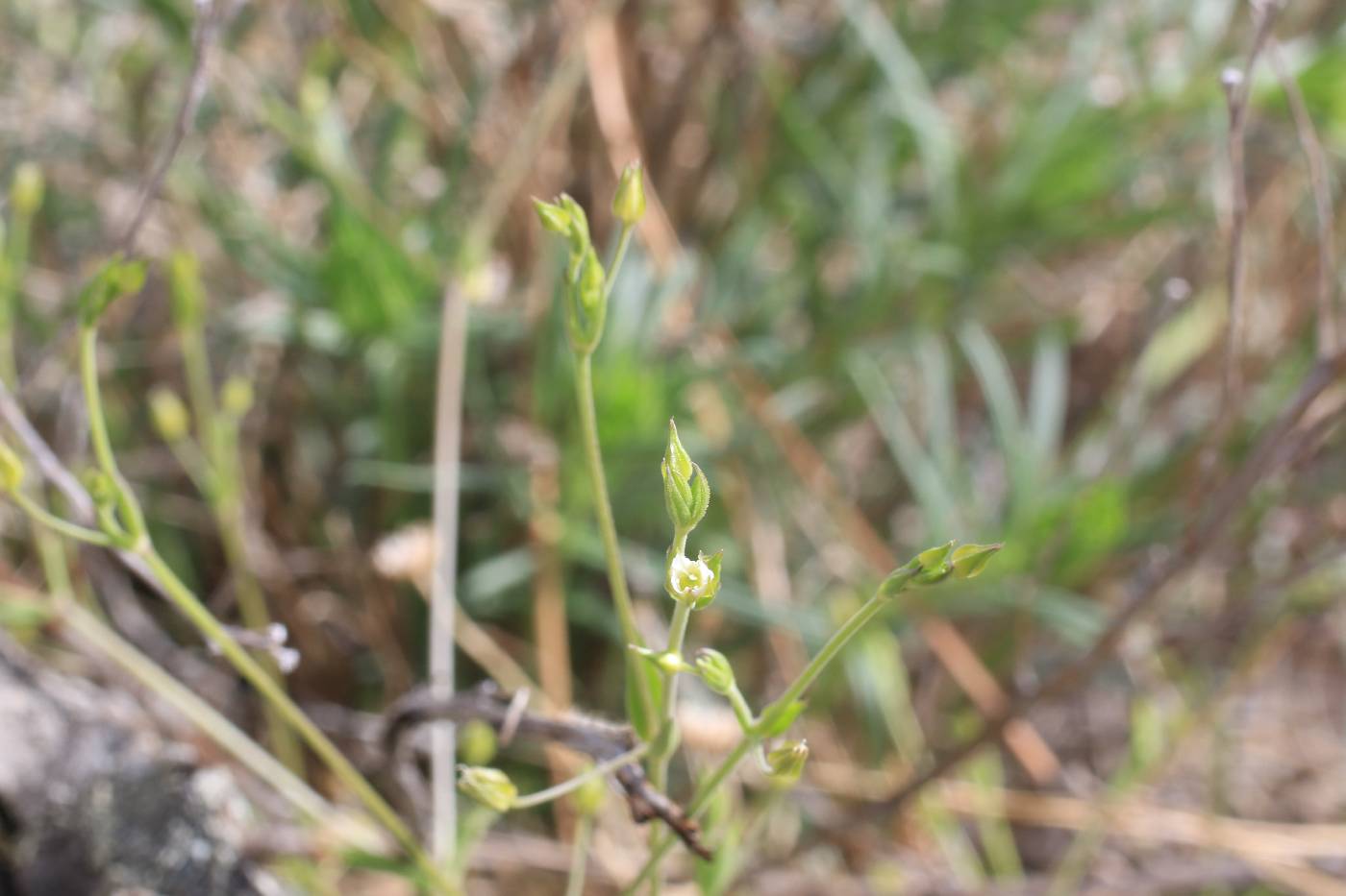 Arenaria lanuginosa var. lanuginosa image