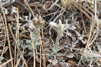 Antennaria parvifolia image