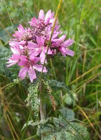 Image of Sidalcea nelsoniana