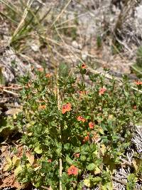 Lysimachia arvensis image