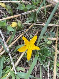 Apodanthera undulata image