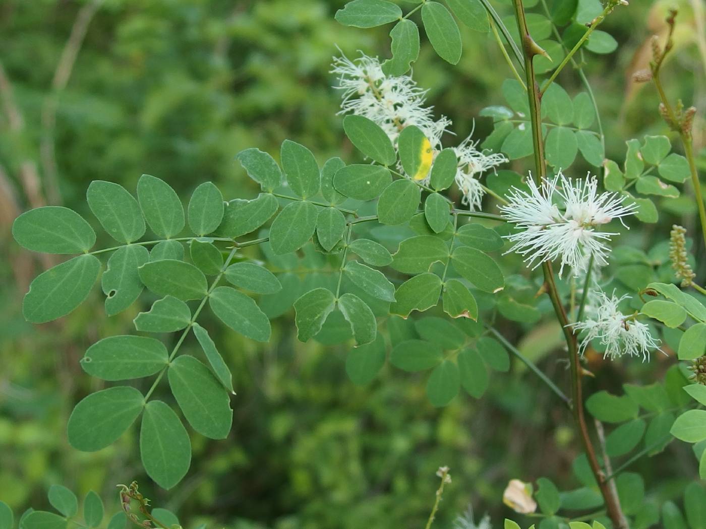 Mimosa distachya var. distachya image