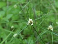 Cyperus tenerrimus image