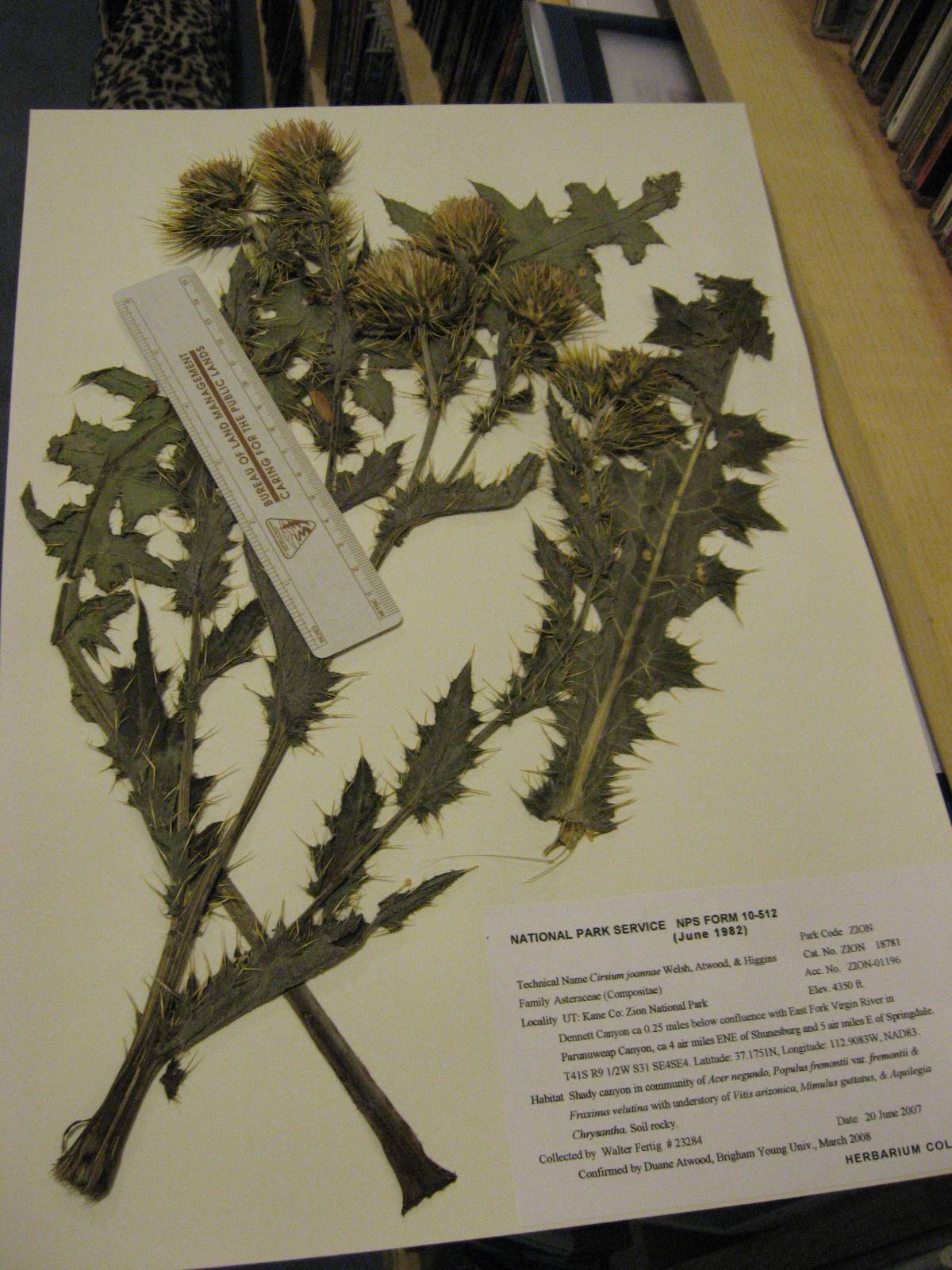 Cirsium joannae image