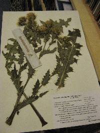 Image of Cirsium joannae
