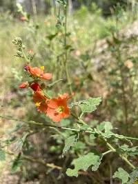 Sphaeralcea fendleri image