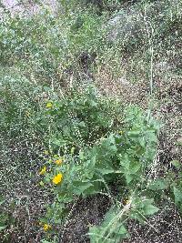 Aldama cordifolia image