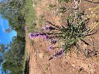 Liatris punctata image