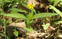 Melampodium appendiculatum image