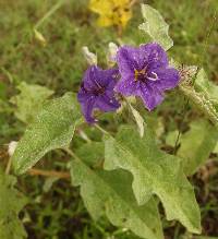 Solanum houstonii image