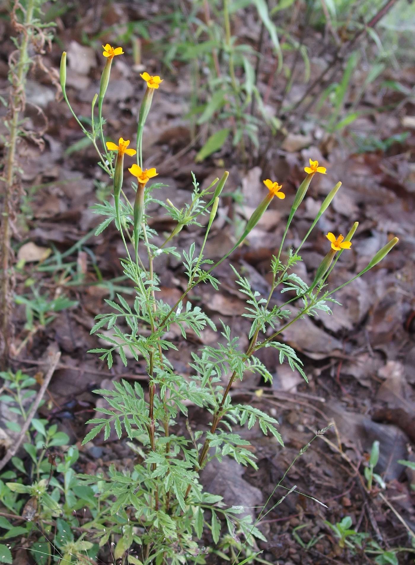 Tagetes triradiata image