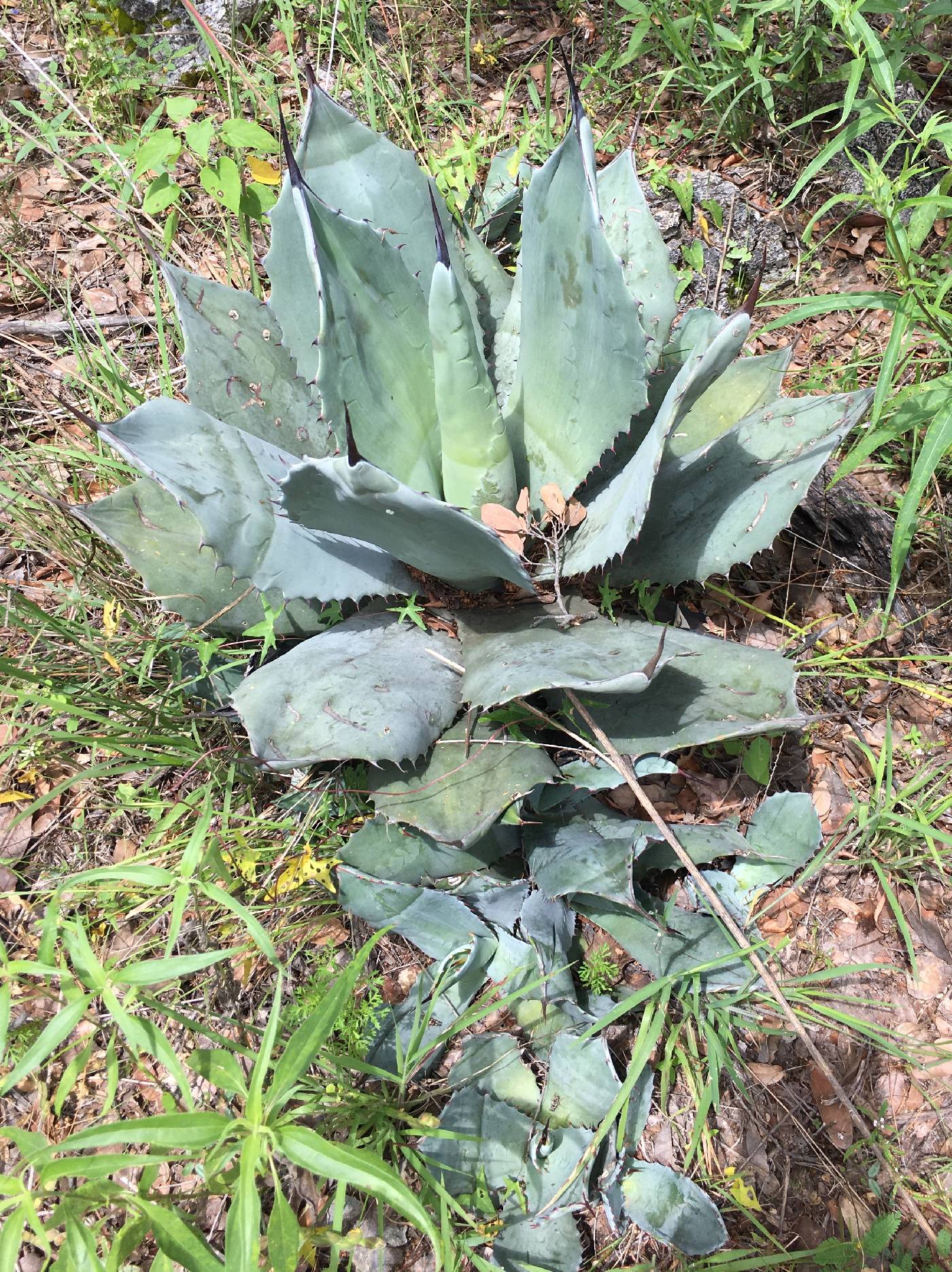 Agave shrevei image