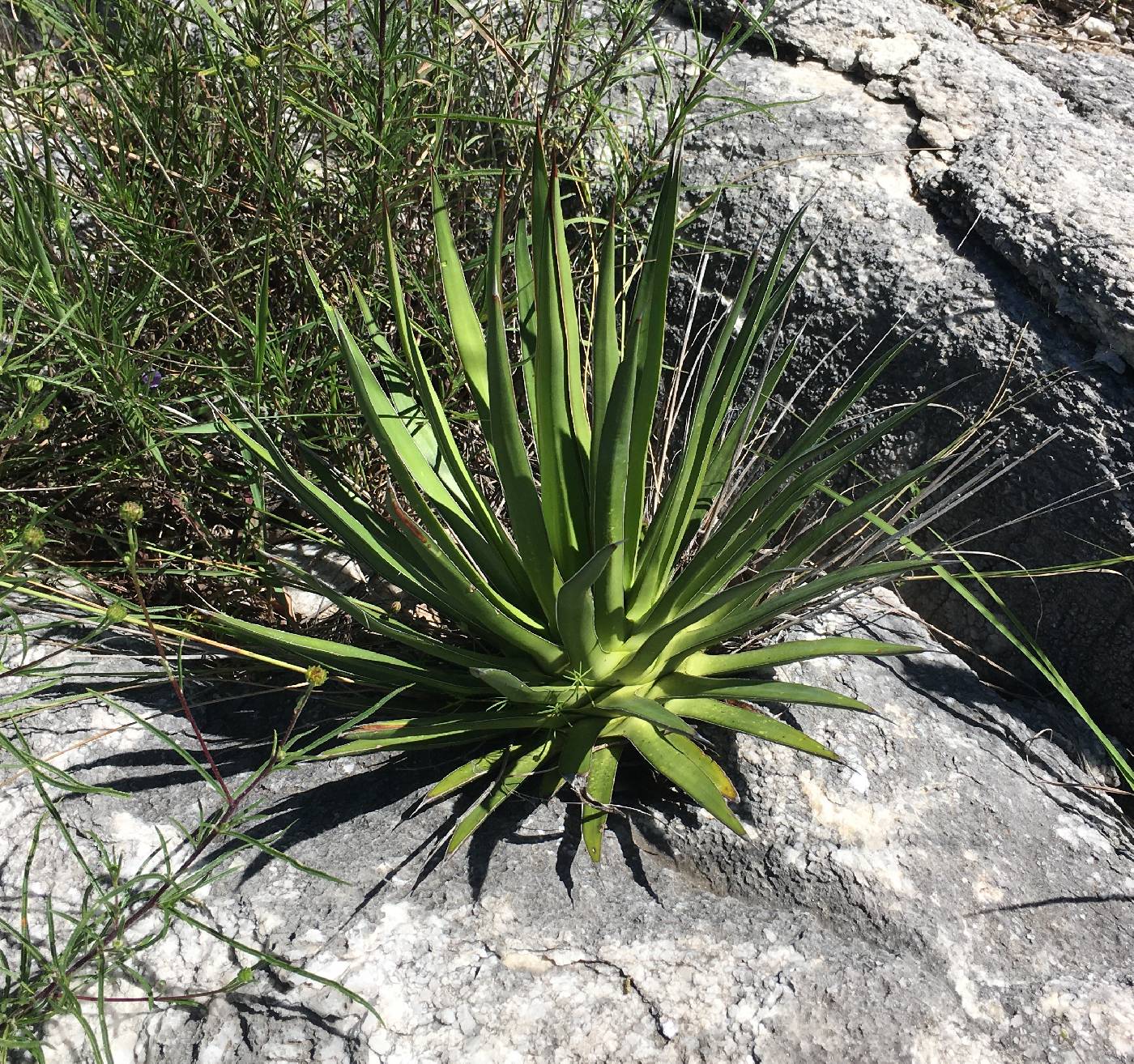 Agave ocahui image