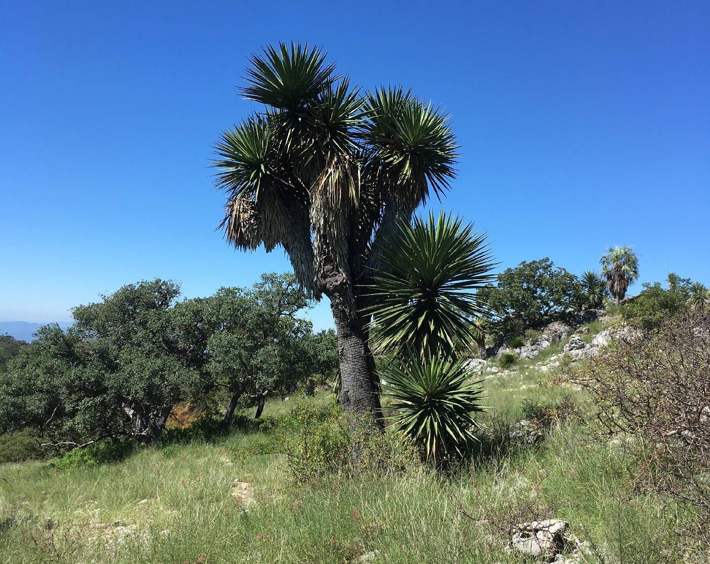 Yucca grandiflora image