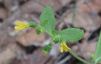 Milleria quinqueflora image