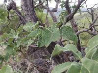 Randia mollifolia image