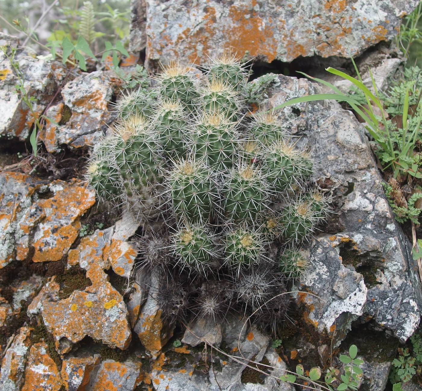 Echinocereus bacanorensis image
