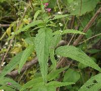 Salvia iodantha image