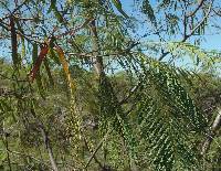 Leucaena involucrata image